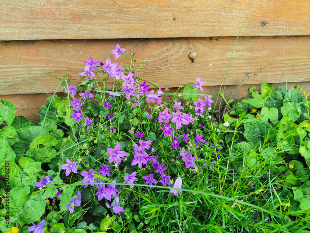 purple flowers growing in grass next to a wooden wall