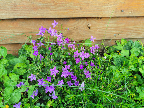 purple flowers growing in grass next to a wooden wall