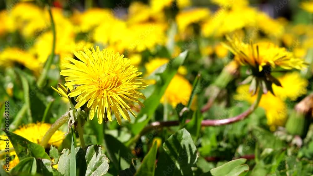 Dandelions in the field in the wind . Yellow dandelions. Beautiful summer flowers. Dandelions in the field in the wind . Yellow dandelions. Beautiful summer flowers.