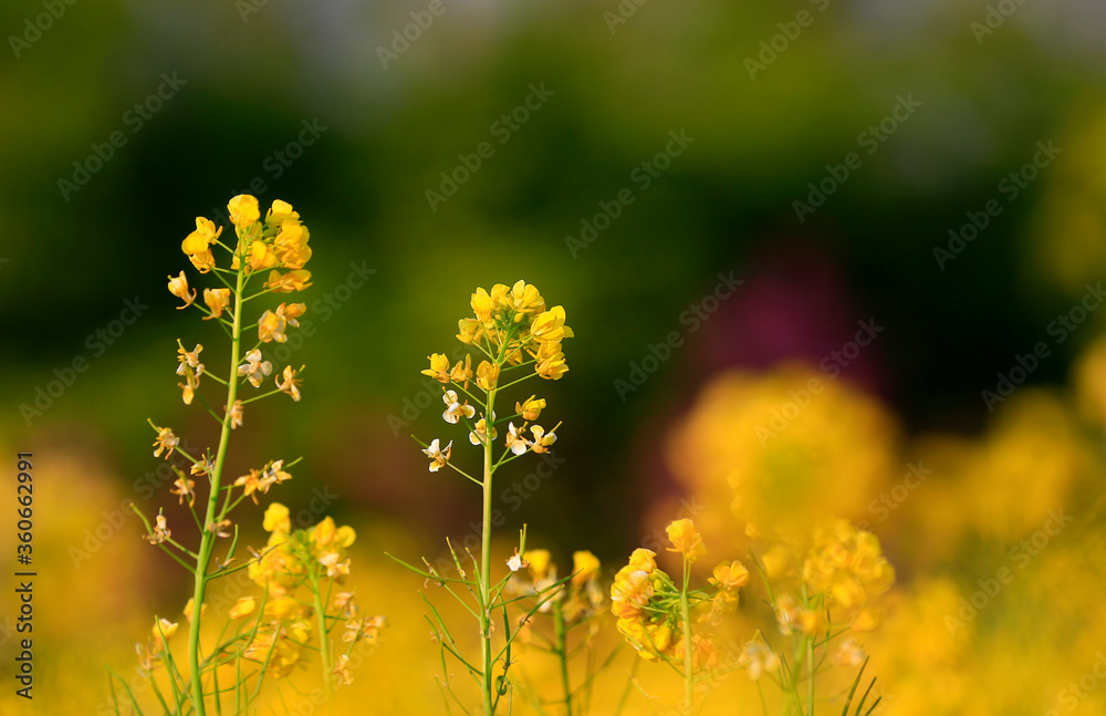 Obraz premium Yellow flowers in full bloom in the garden