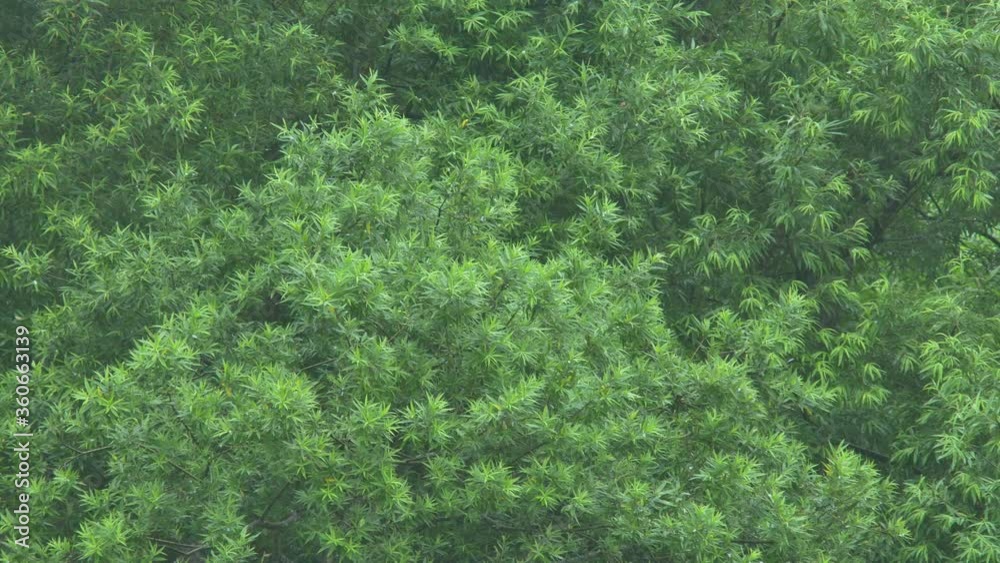 森と雨 森と雨