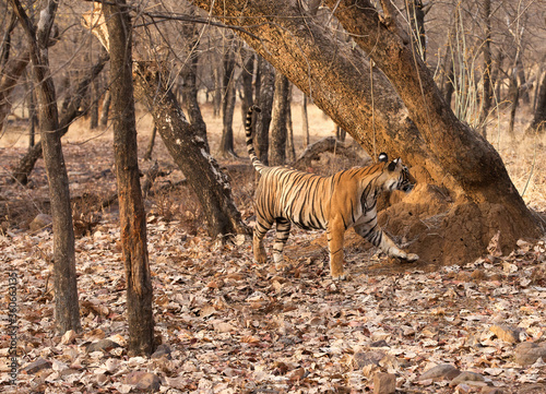 Tiger cub territory marking  Ranthambore Tiger Reserve