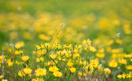 Yellow flowers in full bloom in the garden