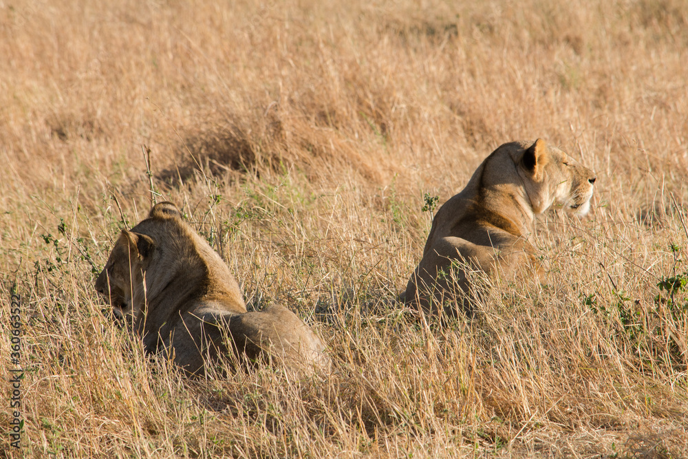 Lionesses relaxing in Serengeti National Park Lionesses relaxing in Serengeti National Park