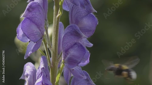 Close up of a bumblebee feeding on aconite blossoms in a garden, slow motion