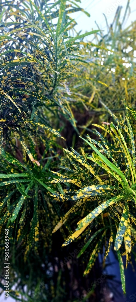 Fototapeta premium green grass in the wind