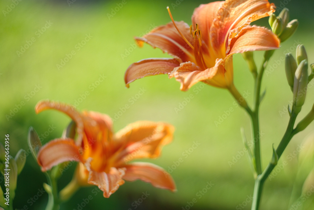 Obraz premium orange lily flower