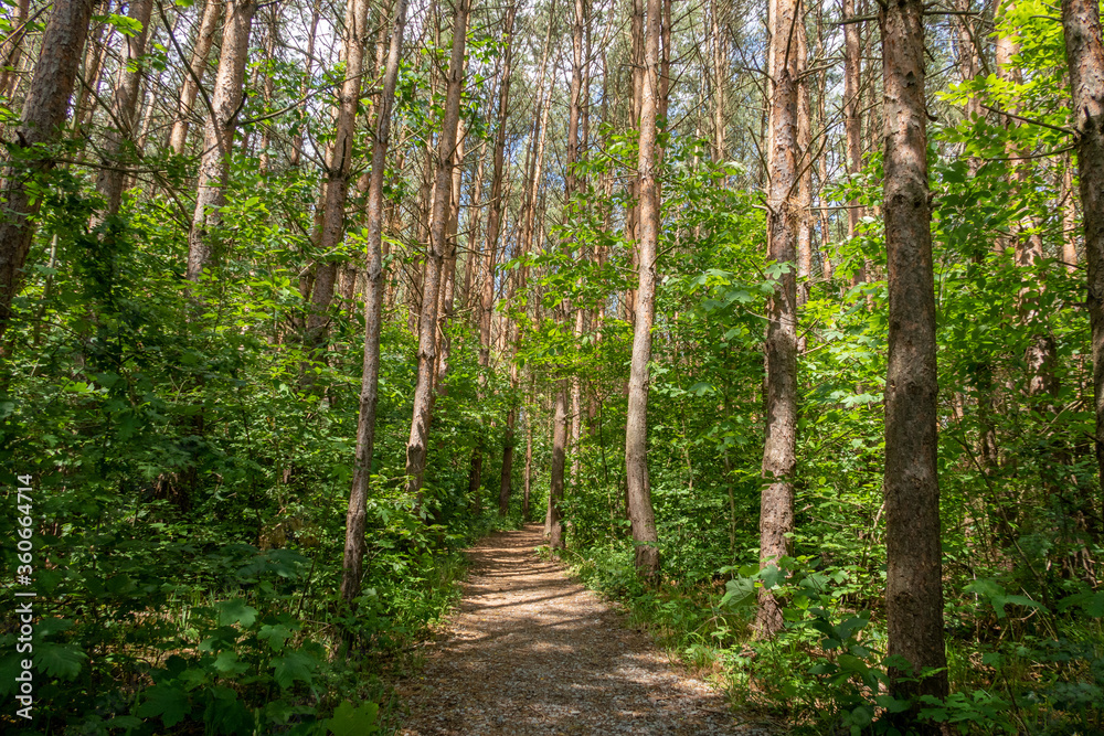 Fototapeta premium Nationalpark Hainich in Thüringen