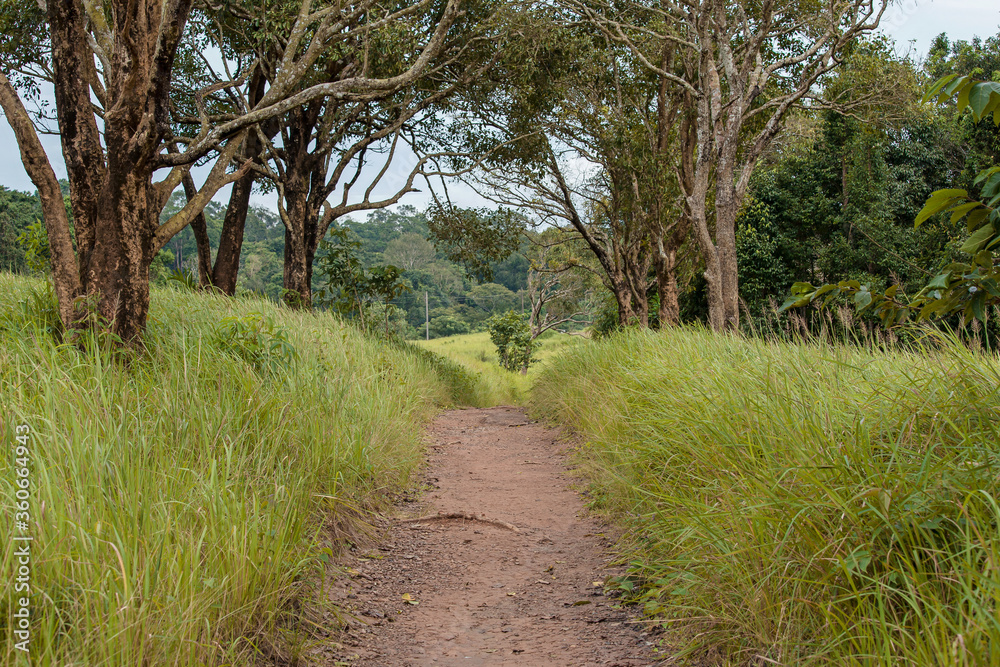 Fototapeta premium Forest, Tree, Woodland, Germany, Forked Road