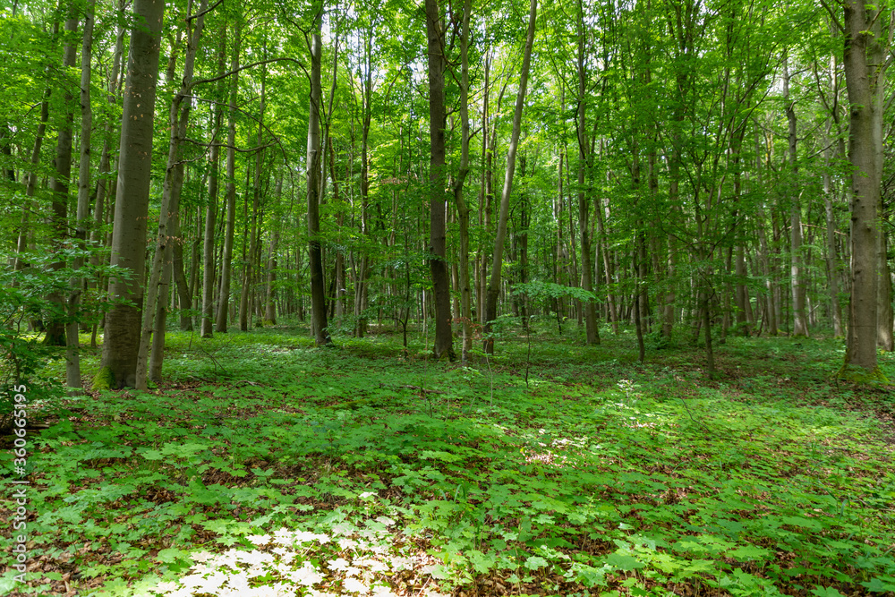 Nationalpark Hainich in Thüringen Nationalpark Hainich in Thüringen