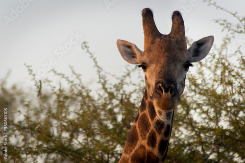 Giraffe in Kruger National Park