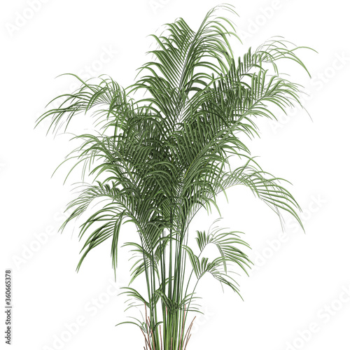 palm tree in a pot isolated on white background  