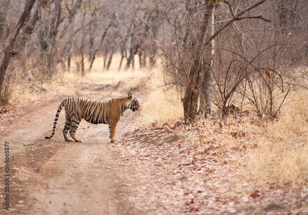 Fototapeta premium Tigress cub Noor standing in the mid of road, Ranthambore Tiger Reserve