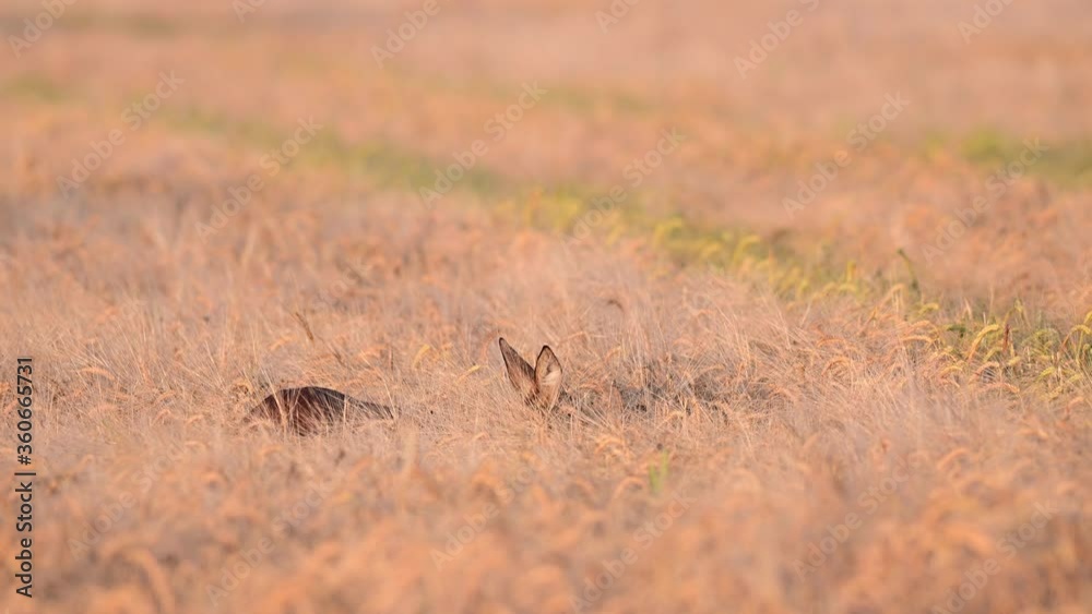 Roe deer female search feed in the corn field, summer, (capreolus capreolus), germany