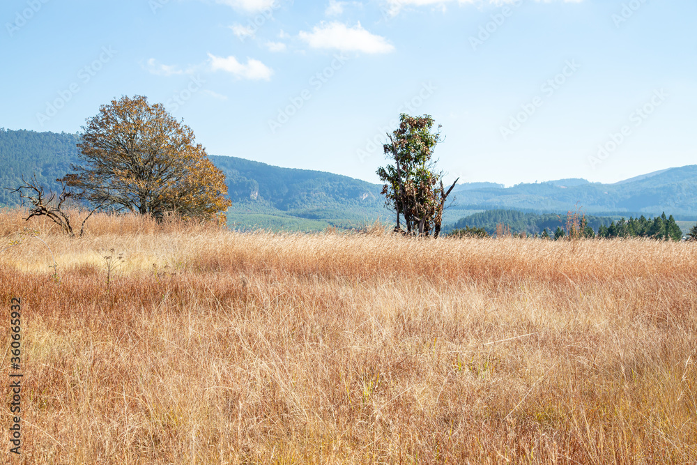 African savannah grassland in the winter with tall dry grass and blue skies thorn trees and mountains African savannah grassland in the winter with tall dry grass and blue skies thorn trees and mountains