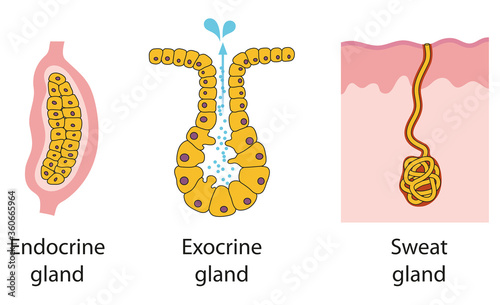 Epithelial gland types