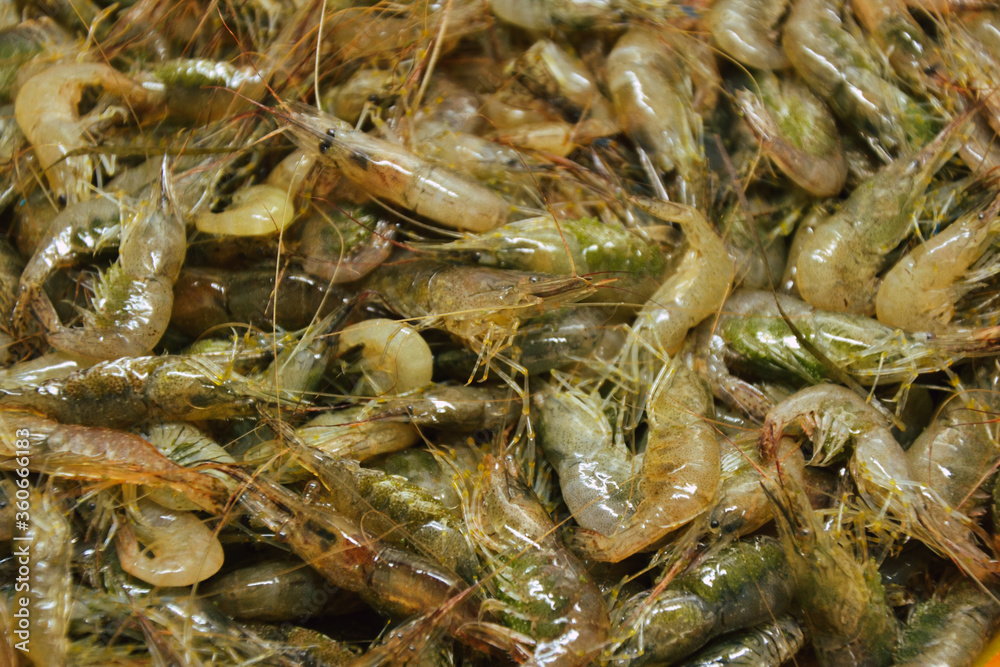 Shrimps background. Palaemon elegans european rockpool shrimp. Fresh prawn. Seafood background. Shrimps background. Palaemon elegans european rockpool shrimp. Fresh prawn. Seafood background.