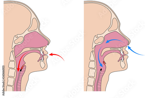Trachea and esophagus anatomy