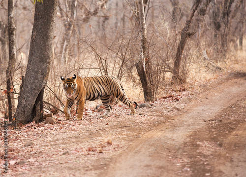 Tigress Noor cub in the jungle of Ranthambore Tiger Reserve