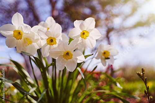Fototapeta Naklejka Na Ścianę i Meble -  Beautiful white daffodils flowers natural blurred background. Close-up.
