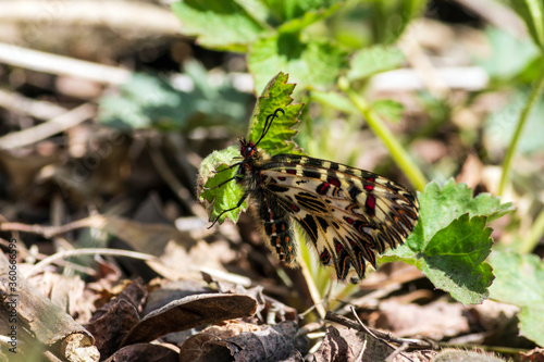 butterfly on the grass