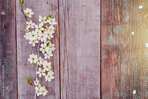 The branch of cherry blossom with flowers lays on a wooden board