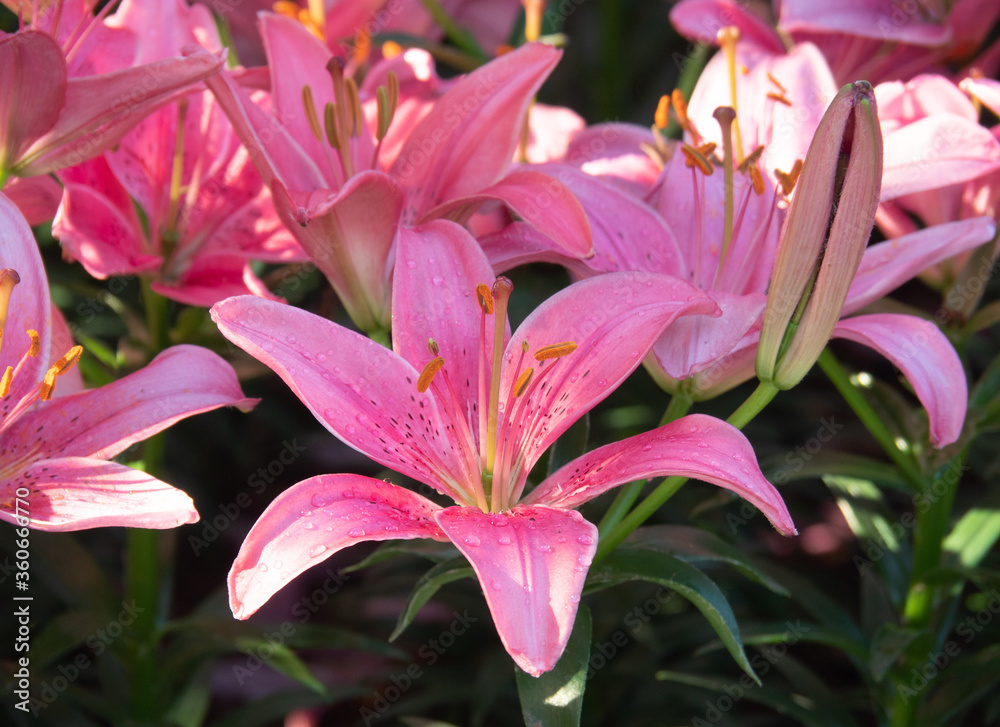 Close up fresh pink lily flowers in garden, clearly see stamen and pollen.