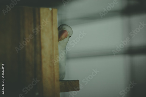 peeping bird