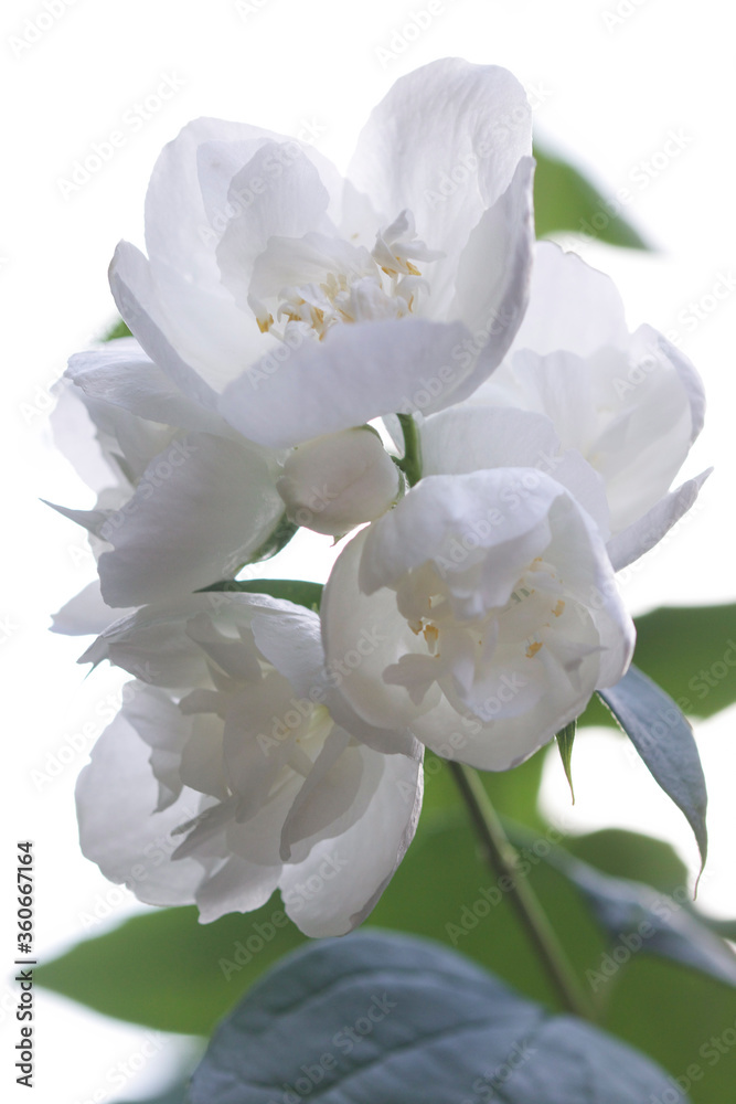 Fototapeta premium white sjasmin flowers