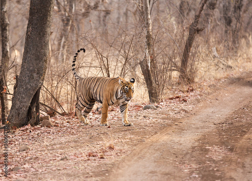 Tigress Noor cub coming out on the road, Ranthambore Tiger Reserve