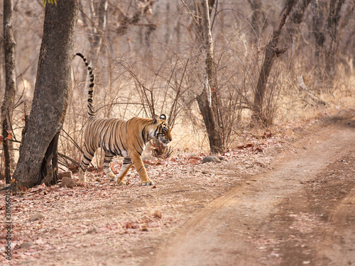 Tigress Noor cvub making territory at Ranthambore Tiger Reserve