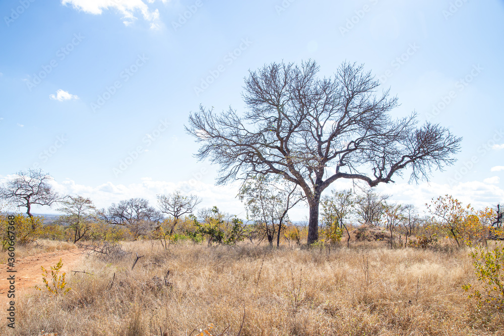 African savannah grassland in the winter with tall dry grass and blue skies thorn trees and mountains