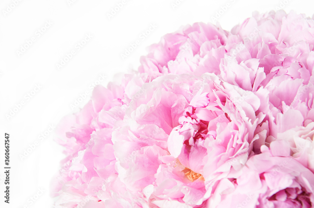 Background with beautiful bouquet of flowers peonies. Pink peonies on white background, isolated. Design for greeting card or invitation.