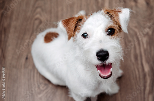 Jack Russell Terrier sits on the floor and looks up, pet