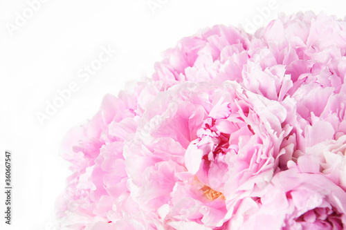 Background with beautiful bouquet of flowers peonies. Pink peonies on white background, isolated. Design for greeting card or invitation.