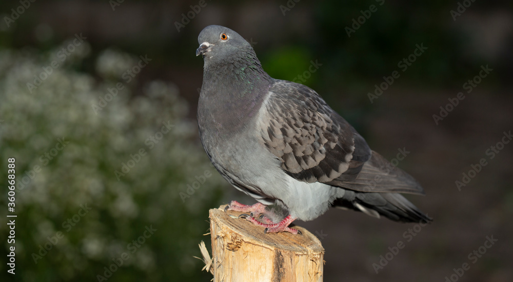Obraz premium Rock dove, or common pigeon, is a member of the bird Columbidae. A young male bird is sitting on a post.