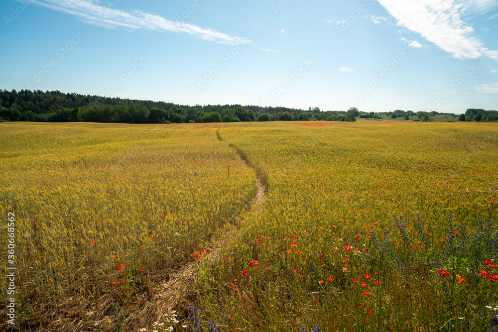 Countryside path through sereal fields with poppies flowers