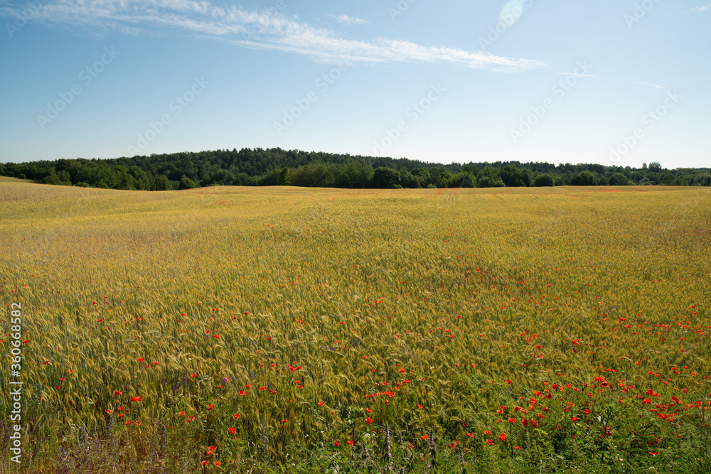 Flowering red poppies in a cereal field, Lithuania.