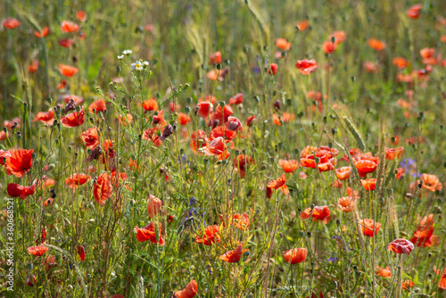 Red poppy flowers and wildflowers in the meadow close up