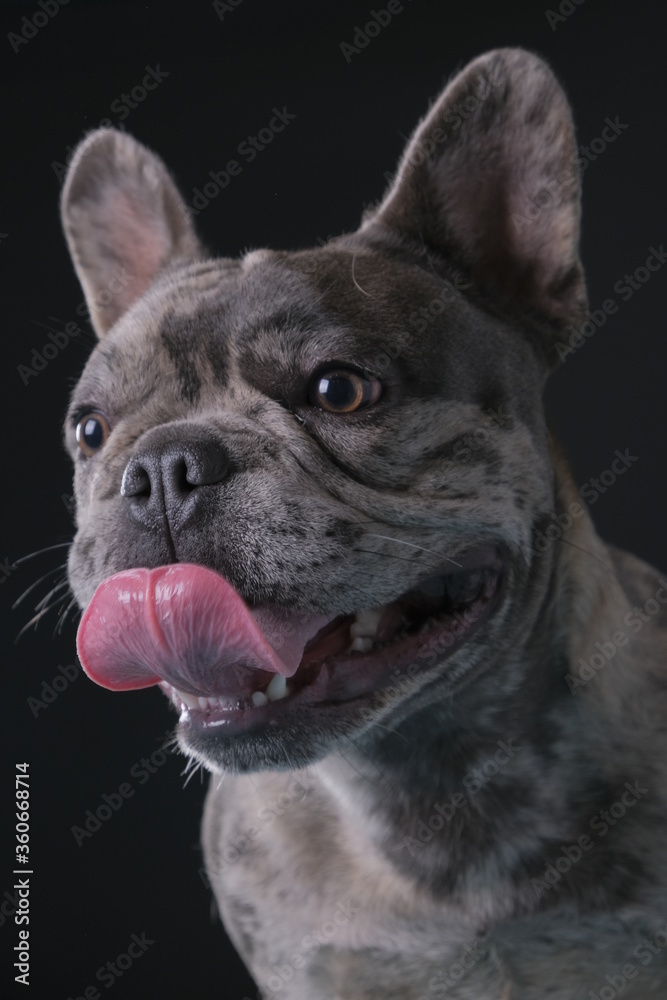 Bulldog francese nano in primo piano su sfondo scuro inquadratura verticale