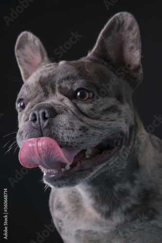 Bulldog francese nano in primo piano su sfondo scuro inquadratura verticale © makis7