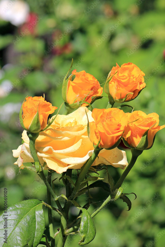 bright beautiful rose in a botanical garden bright beautiful rose in a botanical garden