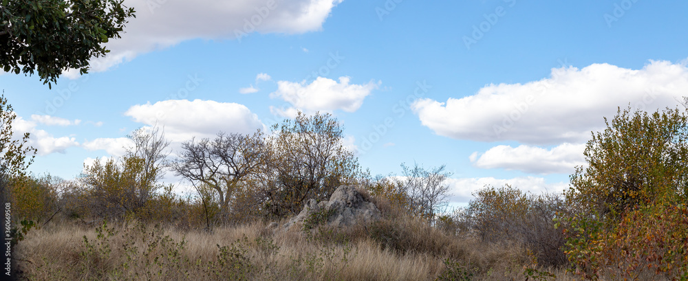 landscape with a rock surface and African grass at black with trees and blue skies with clouds out of focus with grain landscape with a rock surface and African grass at black with trees and blue skies with clouds out of focus with grain