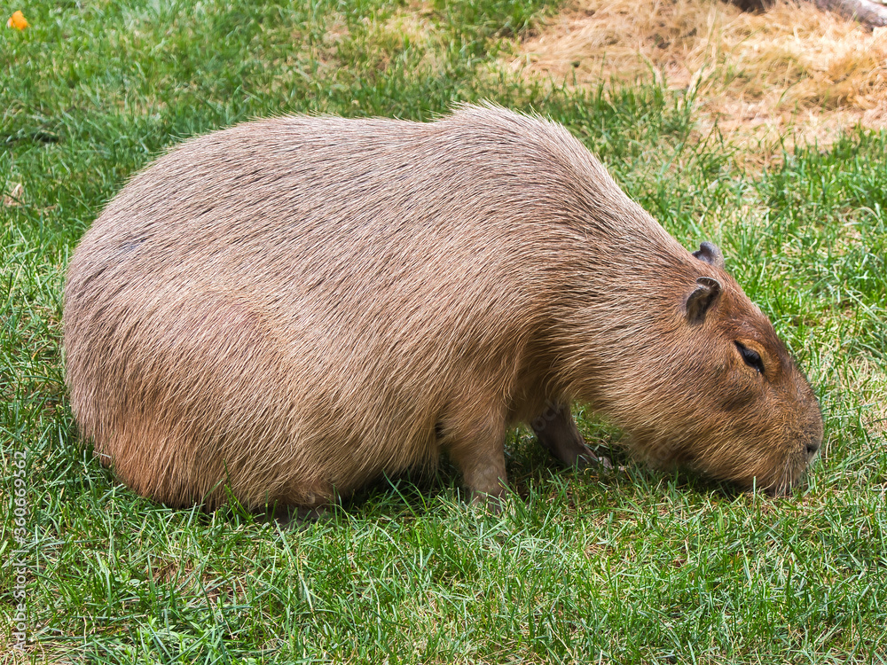 Capybara (hydrochoerus hydrochaeris) walking on the grass Capybara (hydrochoerus hydrochaeris) walking on the grass