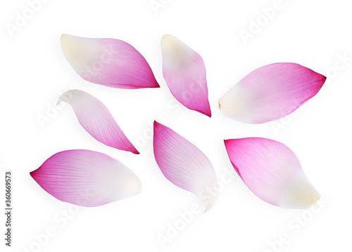 Lotus petals isolated on a white background, top view.