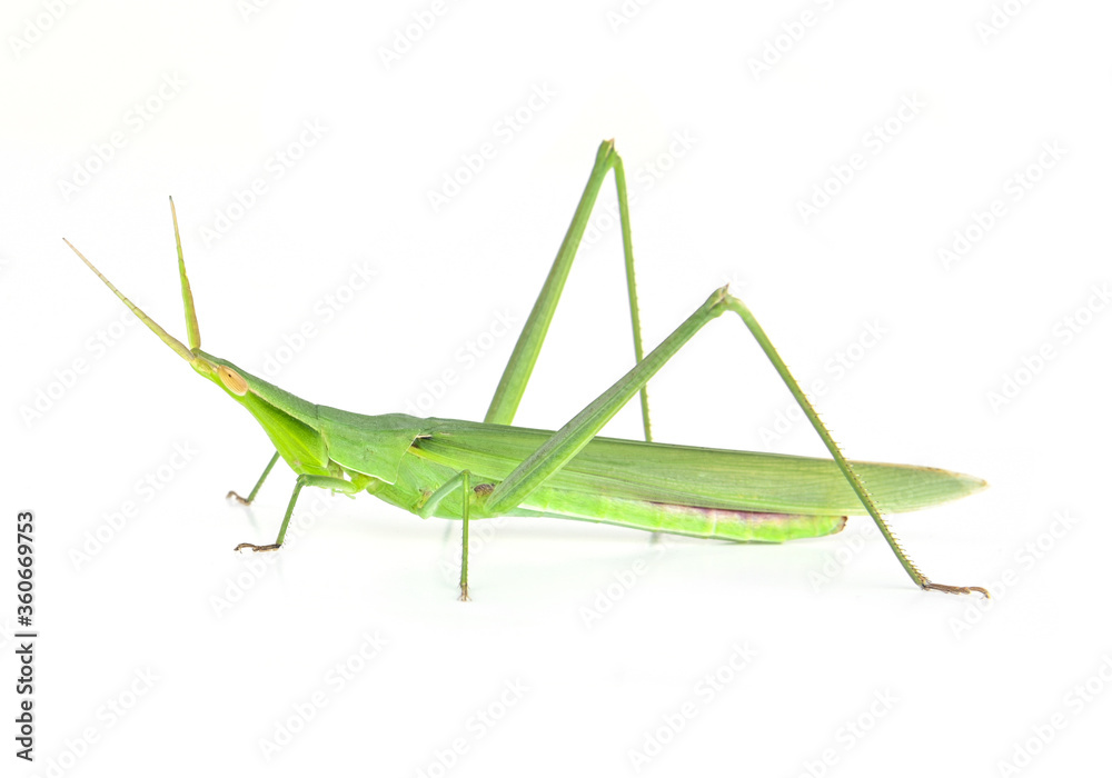Fototapeta premium Green grasshopper isolated from a white background