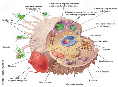 Medical illustration of the structure and function of a macrophage, while engulfing an old red blood cell and bacteria, showing how they are captured and destroyed, with a complete description. photo