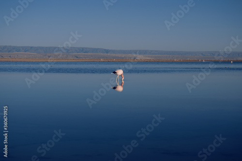 flamingo in the lake