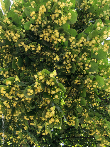 Linden tree during flowering close up