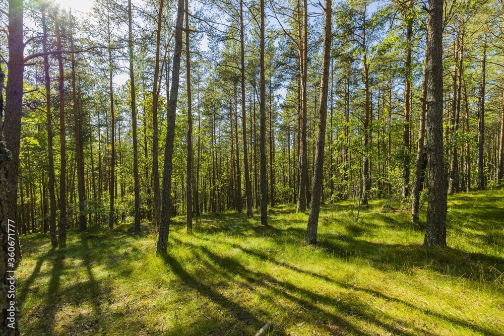 Fototapeta premium Gorgeous landscape view on beautiful sunny summer day in forest. Green trees and plants on blue sky background. Beautiful backgrounds.